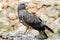 Short toed eagle ( circaetus gallicus )