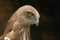 Short-toed Eagle (Circaetus gallicus)