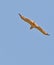 The Short-toed Eagle in flight