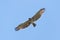 Short-toed eagle in flight looking straight down