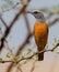 Short Toed Rock Thrush