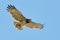 Short-toed snake eagle (Circaetus gallicus)