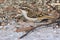 Short-toed treecreeper