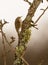 Short-toed Treecreeper on branch