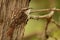 Short-toed Treecreeper - Certhia brachydactyla