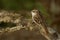 Short-toed Treecreeper - Certhia brachydactyla