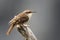 Short-toed Treecreeper - Certhia brachydactyla