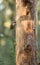 Short-toed Treecreeper on vertical log
