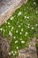 Short, white, tundra flowers in bed of green