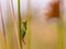 Short winged Conehead