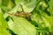 Short-winged Meadow Katydid - Conocephalus brevipennis