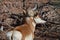 Short Young Pronghorn Antelope By Fallen Tree