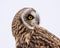 Shorted Eared Owl close up portrait