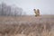 Shorted Eared Owl flying and hunting for prey