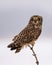 Shorted Eared Owl perched on a tree limb