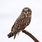 Shorted Eared Owl perched on a tree limb