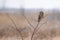 Shorted Eared Owl perched on a tree limb