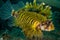 Shortfin lionfish Dendrochyrus brachypterus in Gorontalo, Indonesia underwater photo.