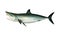 Shortfin mako shark Isurus oxyrinchus Isolated on white background with clipping path