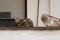 Shorthair cat with brown and gray fur lies on a wall in the backyard and relax