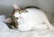 A shorthair cat with calico tabby and white markings relaxing