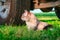 Shorthair cat lies in grass beside the wheel under the car. Side view portrait cat. Rustic still life.