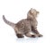 Shorthair scottish cat kitten goes side view on a white background.