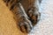 Shorthair tabby cat`s front paws