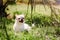 Shorthaired Chihuahua dog smiles and lies under palm tree on green grass on hot summer day