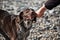 Shorthaired pointer plays in stick with his man. Beautiful sporty hunting dog breed brown with white spots and intelligent eyes