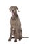 Shorthaired Weimaraner dog, three years old