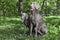 Shorthaired Weimaraner dogs outdoor