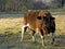 Shorthorn Bull