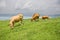 Shorthorn cattle feeding grass