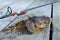 Shorthorn sculpin fishing trophy