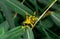 Shorthorned Grasshopper Valanga nigricornis sitting on tree with yellow sunlight in urban park