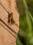 Shorthorned Grasshopper on vertical rock wall