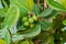 Shortleaf fig a.k.a. wild banyantree Ficus citrifolia green fruit closeup - Anne Kolb / West Lake Park, Hollywood, Florida, USA