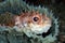 Shortspine porcupinefish