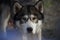 Shot of an adorable husky dog in a field of vibrant green grass