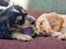 Shot of adorable springer spaniel puppies enjoying the springtime sun