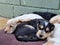 Shot of adorable springer spaniel puppies enjoying the springtime sun