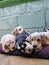 Shot of adorable springer spaniel puppies enjoying the springtime sun