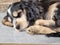 Shot of adorable springer spaniel puppies enjoying the springtime sun