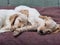 Shot of adorable springer spaniel puppies enjoying the springtime sun