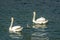 Shot of an adorable swan family swimming with their children in the lake