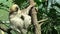 Shot of an a adult two-toed sleeping sloth Choloepus didactylus