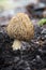 Shot of amazing, edible and tasty morel mushroom