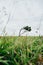 Shot from the ant view of a solitary and distorted tree in the middle of a meadow during a cloudy day