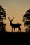 Shot of the backlit silhouette of a male red deer standing on a hill between two trees.